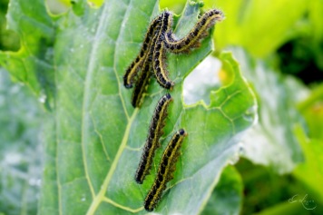caterpillar army